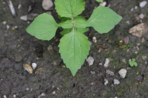 Hairy galinsoga leaf