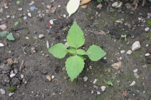 Hairy galinsoga plant