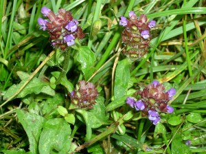 Healall flower spikes