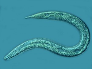 A sheath nematode