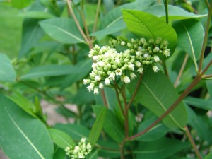 Hemp dogbane flower