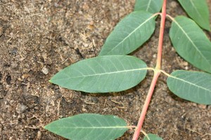 Hemp dogbane leaf