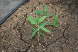 Hemp dogbane plant