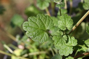 Henbit leaf