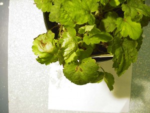 Heuchera exhibiting symptoms of bacterial leaf spot