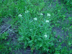 Hoary alyssum plant