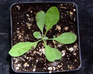 Hoary alyssum seedling