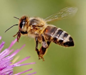 Honey bee hovering over thistle flower
