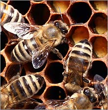 Honeybees in hive