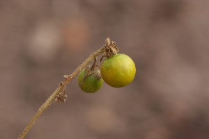 Horsenettle fruit