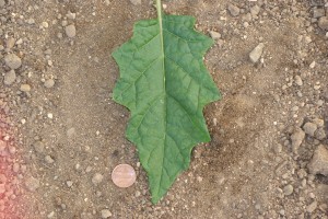 Horsenettle leaf