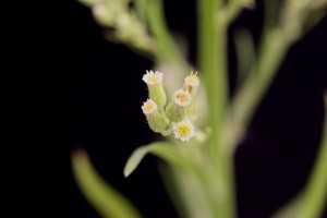 Horseweed flowers