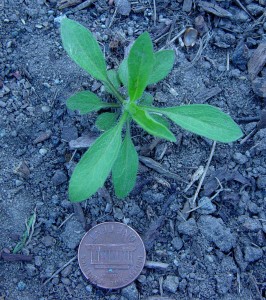 Horseweed rosette