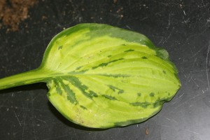 Hosta leaf with mottling symptoms