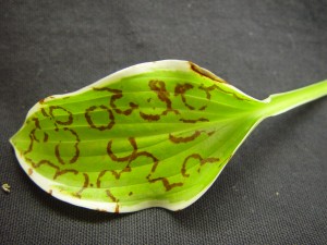Hosta leaf with ringspots