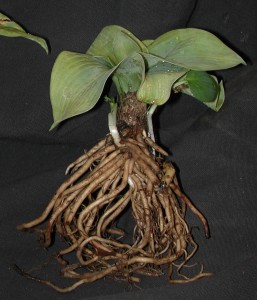 Hosta plant with rotted root system