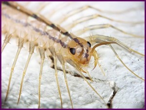 House Centipede head and fangs