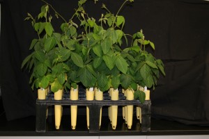 Soybean Cyst Nematode Type Test