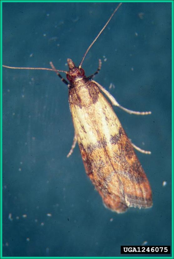 Indian Meal Moth Plant Pest Diagnostics