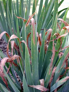 Infected iris plant