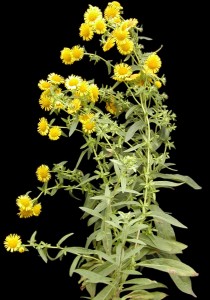 Inula plant