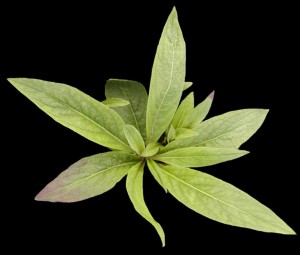 Inula rosette