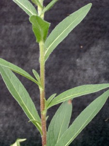 Inula stem