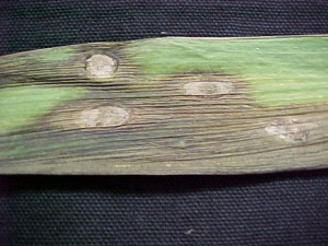 Iris leaf lesions