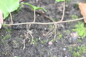 Ivy rooting at nodes