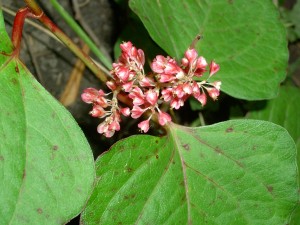 Japanese knotweed flower