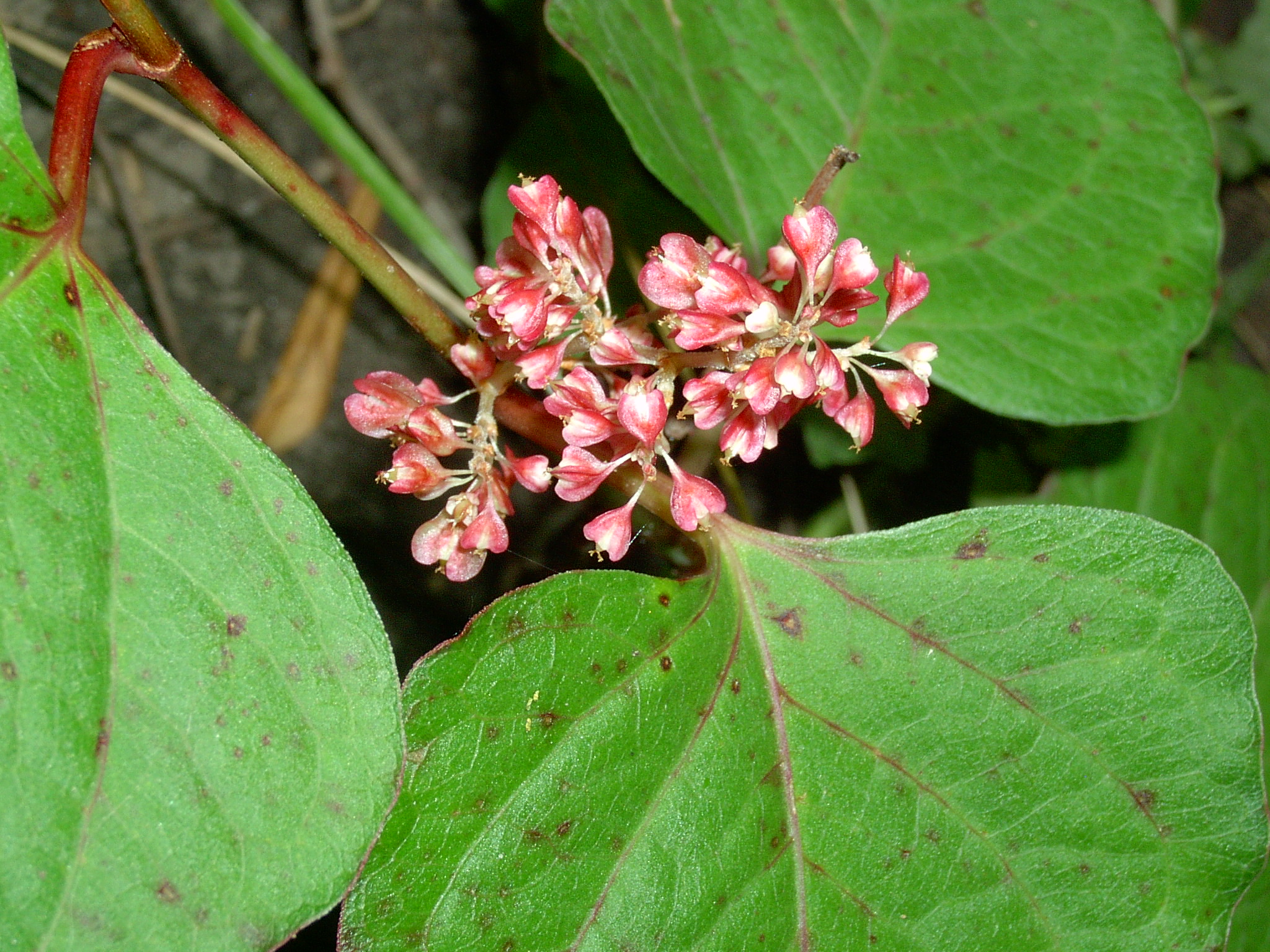 Japanese knotweed – Fallopia japonica - Plant & Pest Diagnostics