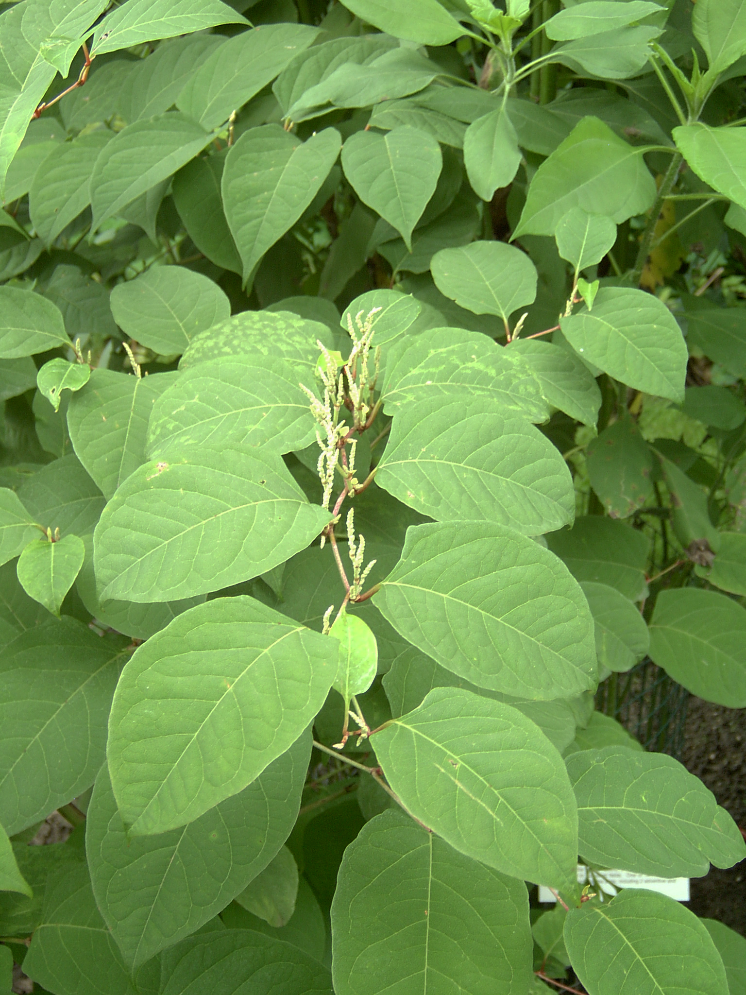 Japanese knotweed – Fallopia japonica - Plant & Pest Diagnostics