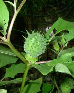 Jimsonweed fruit