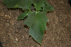 Jimsonweed leaf