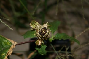 Jimsonweed mature capsule