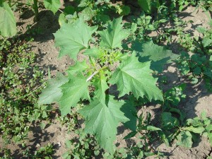 Jimsonweed plant