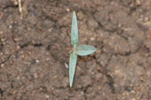 Jimsonweed seedling