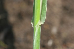 Johnsongrass ligule