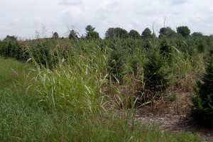 Johnsongrass patch