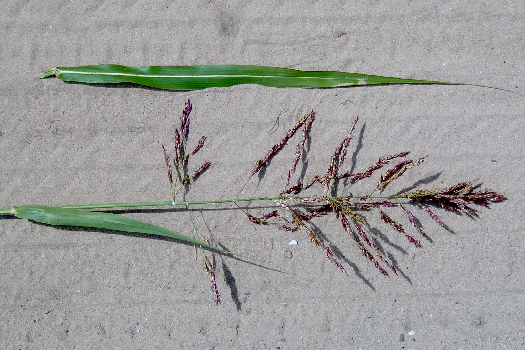 Johnson Grass Identification