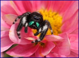 Jumping spider on pink flower