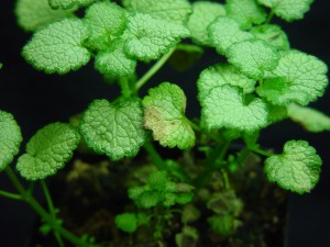 Lamium foliage