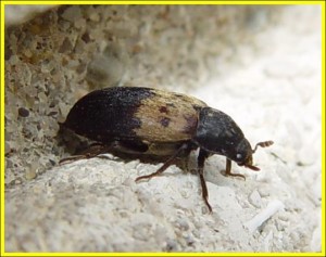 Larder Beetle Adult
