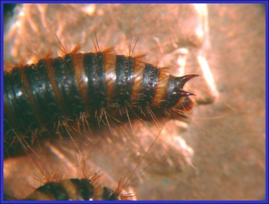 Larder beetle larva on penny