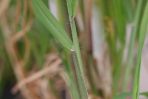 Large crabgrass ligule