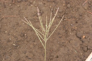 Large crabgrass seedhead
