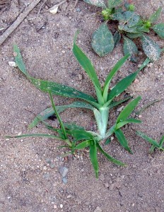 Large crabgrass seedling