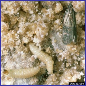 Indian meal moth larvae and adults