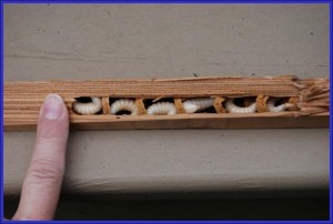 Carpenter bee larvae in galleries-300x202