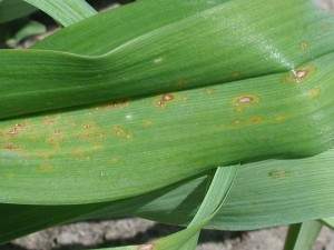 Leaf spots with chlorotic halos